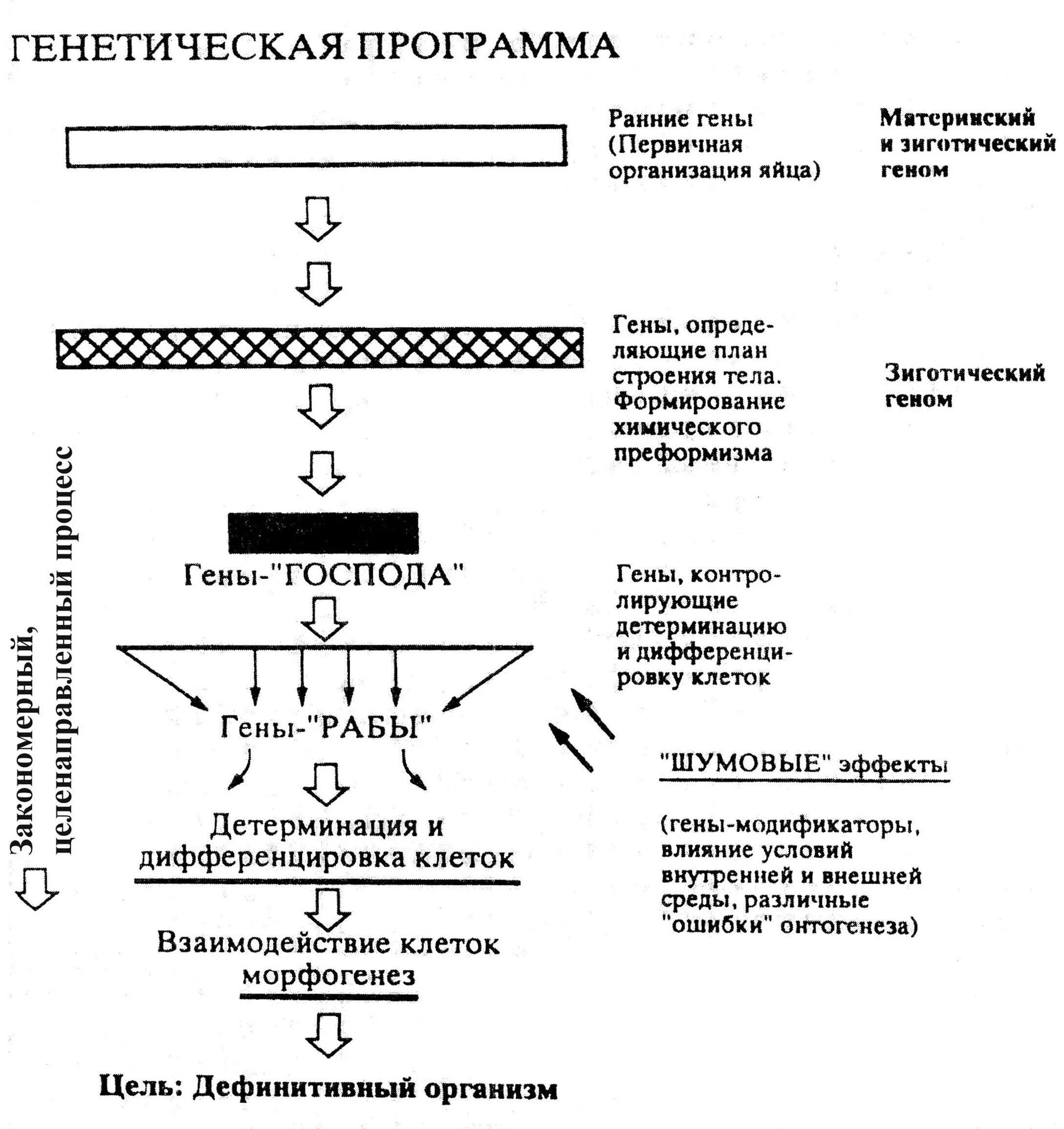 Гены онтогенеза. Генетическая схема. Генетика схема. Генетика индивидуального развития схема. Генетическая программа.