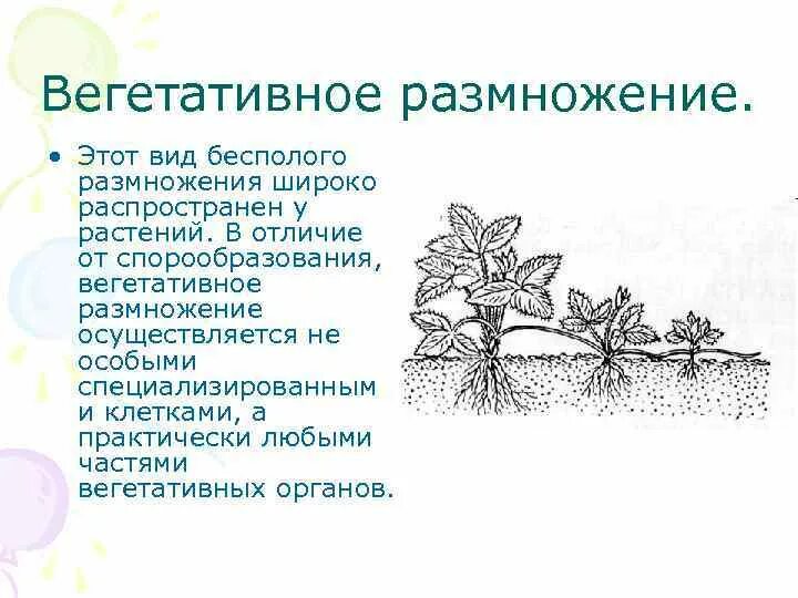 Б вегетативное размножение осуществляется путем деления мицелия. В чем различия спорообразования и вегетативного размножения таблица. специализированные органы вегетативного размножения. бесполое размножение вегетативное.