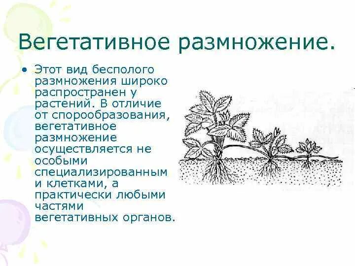 В чем различия спорообразования и вегетативного размножения таблица. Специализированные органы вегетативного размножения. Виды вегетативного размножения. Вегетативное размножение растений. Спорообразование и вегетативное размножение