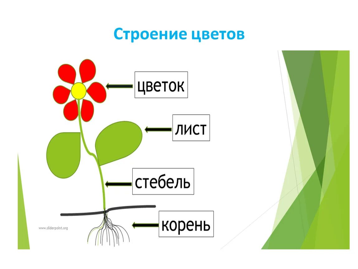 Картинки схемы. Строение цветов. Строение комнатного растения. Строение цветка. Модель строения растения для дошкольников.