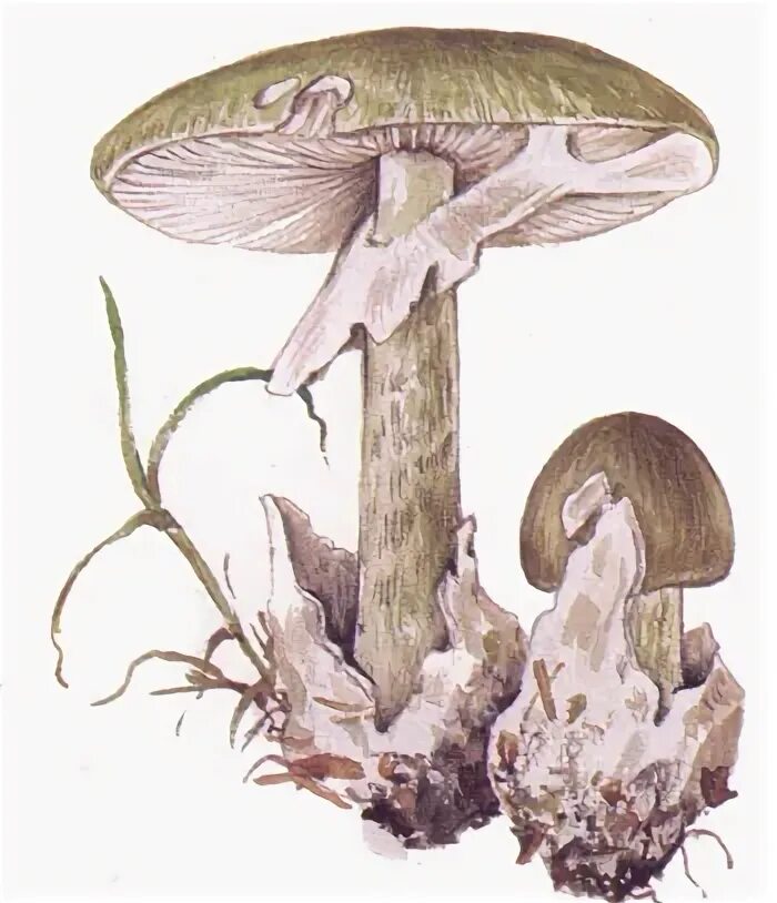 Бледная поганка на прозрачном фоне. Поганка картинка для детей. Бледная поганка гриб рисунок. Бледная поганка гриб картинка для детей. Бледная поганка для детей.