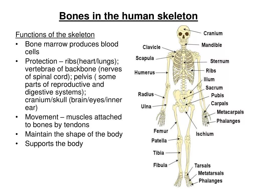 Скелет человека на английском. Skeletal System презентация. Функции скелета на английском. Skeleton System of Human. The bones form