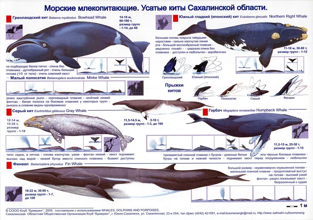 Какое млекопитающее самое крупное. Киты разновидности и названия. Название китов. Виды китов с названиями. Киты таблица.