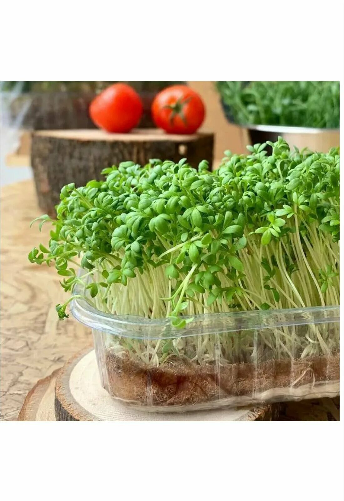 микрозелень кресс