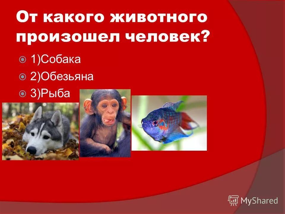 От какого животного произошел человек. Эволюционные схемы происхождения человека. Эволюция дарвин хомо. Царство зверей. Эволюция дарвин хомо.