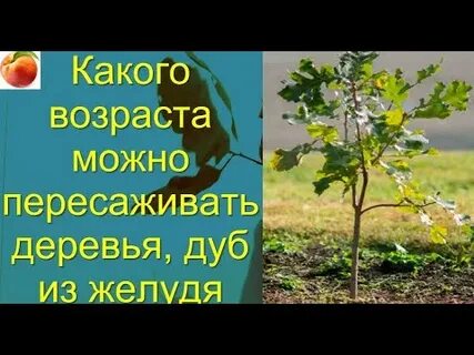 В какое время пересаживать деревья
