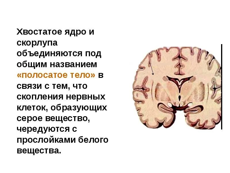 Ядра мозга образованы. Функции хвостатого ядра головного мозга. Анатомия хвостатое ядро скорлупа. Головка левого хвостатого ядра. Функции хвостатого ядра и скорлупы.