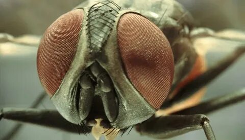 Compound eyes