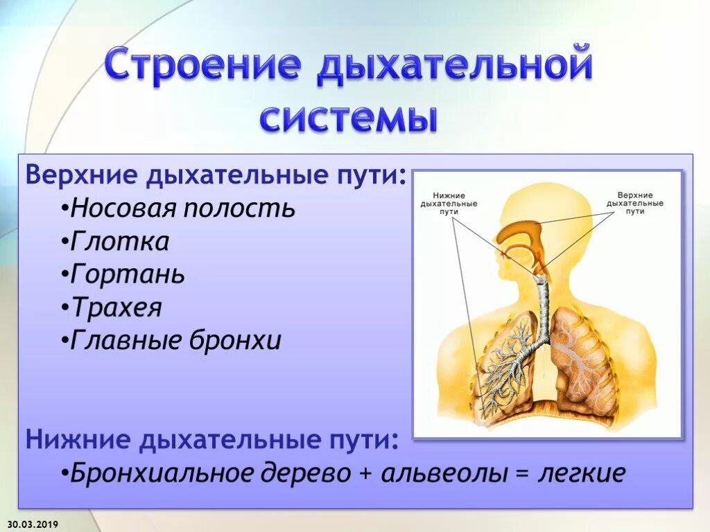 Роль дыхательной системы 3 класс. Система дыхательных путей схема. Дыхательные пути строение анатомия. Схема строения верхних дыхательных путей. Схема строения верхний двхательных путей.