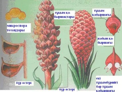 Винтаж порно арманы