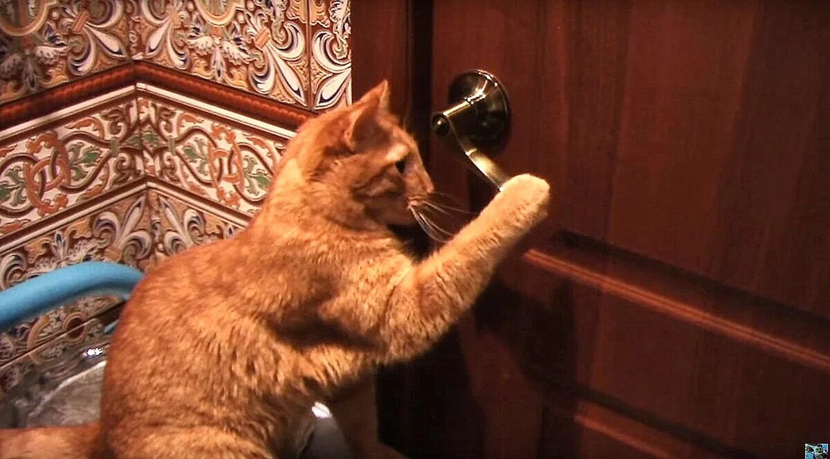 Кот открыл кран. Кот открывает дверь. Животные выбивают дверь баранои. Видео даже дверь открыта с котом.