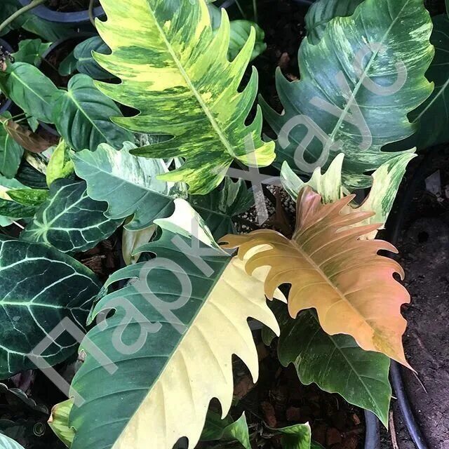 филодендрон карамель зеленая. филодендрон карамель марбл caramel marble. филодендрон карамель марбл. филодендрон марбл. филодендрон карамель.