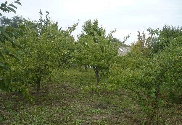 Купить с х в ставрополе. Село Петропавловка Ставропольский край. Петропавловка Ставропольский край Шпаковский район. Недвижимость Петропавловка Ставропольский Шпаковский. Водоем Петропавловка Шпаковский район.