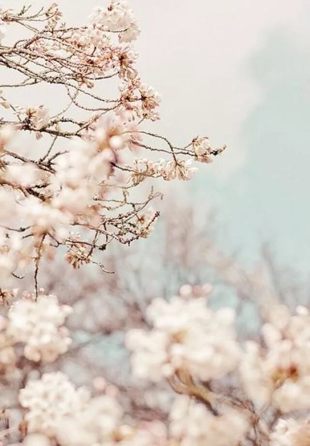 Бежевая зима. Бежевая зима. Природа в бежевых тонах. Зима нежность. Бежевая зима.