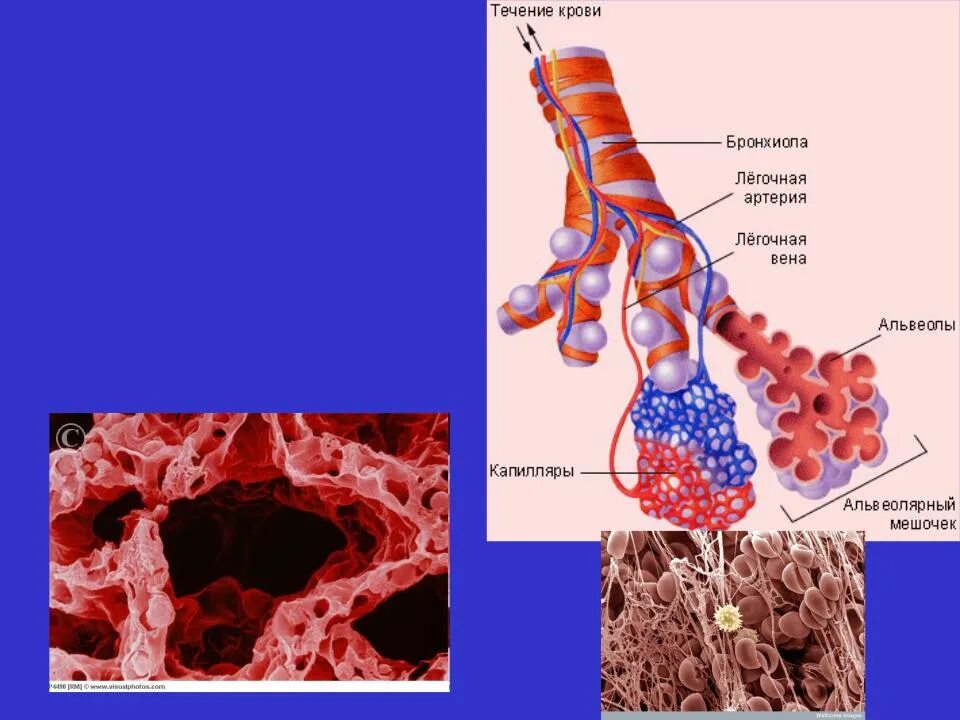 Воздух поступает в альвеолы. Альвеолы это лёгочные пузырьки. Бронхиолы анатомия. Соединительные ткани в альвеолах. Строение альвеол.