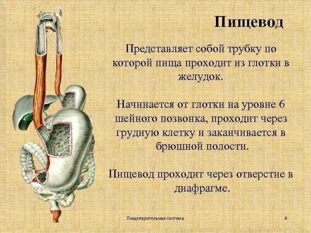 Пищевод проходим. Почему не проходит пища через пищевод?. Не проходит еда по пищеводу. Как проходит пища по пищеводу. Затруднение прохождения пищи по пищеводу.