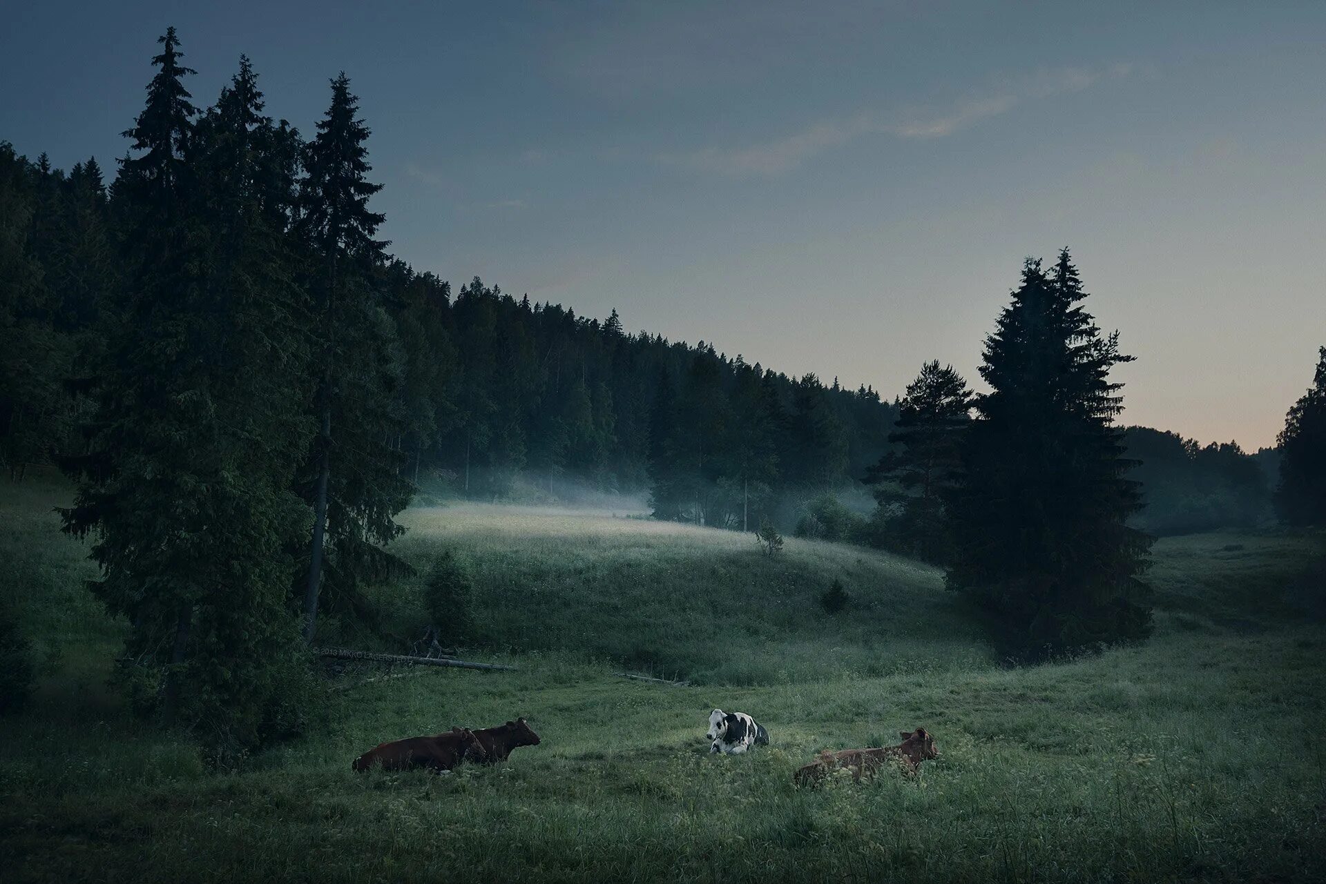 Темнеющую вдали. Финский фотограф Микко Лагерстедт. Микко Лагерстедт пейзажи. Лес Триллемарка-Роллагсфьелл. Лес вдали.