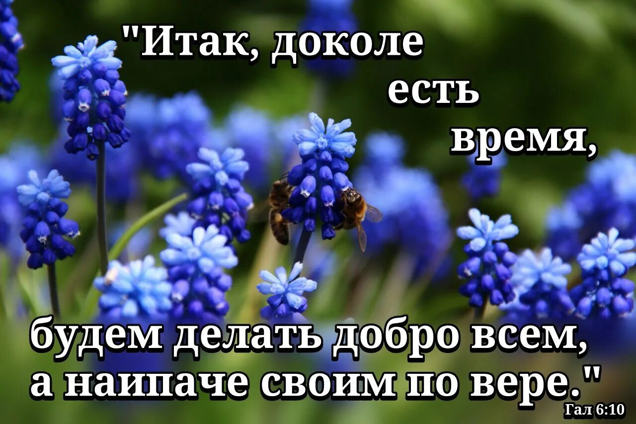 Время делать добро. Доколе есть время будем делать добро. Делайте добро всем а наипаче своим по вере. Делай добро Библия. Делая добро да не унываем Библия.