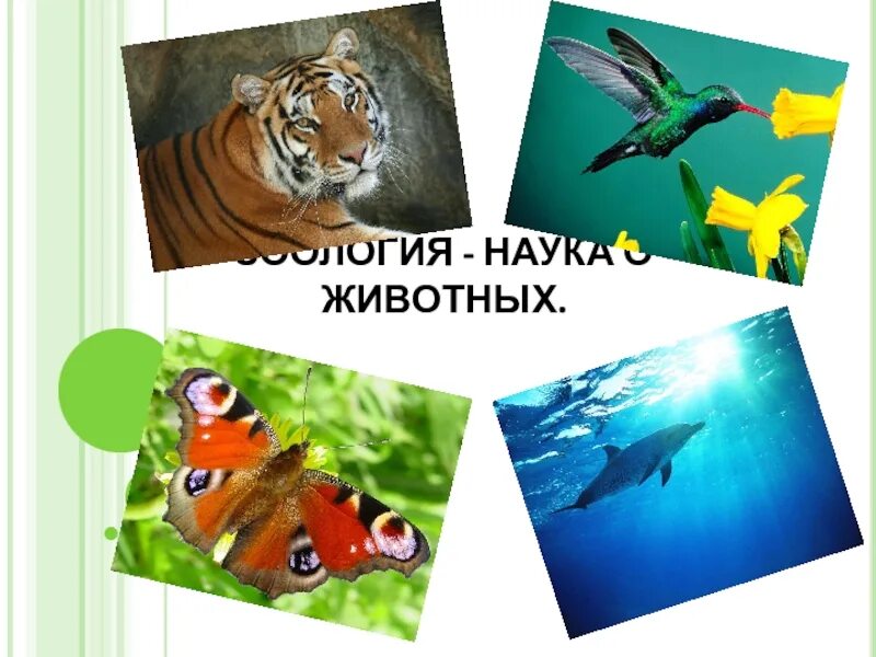 Значение знаний о животных. Животные зоология наука о животных. зоология презентация. наука зоология презентация. зоология темы.