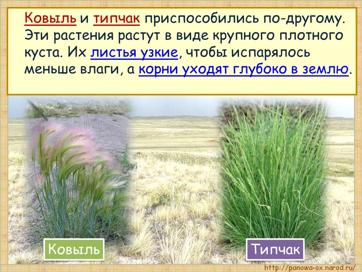 Где в какой природной зоне растет ковыль. Зона Типчак. Типчак (растение). Ковыль природная зона. Степные растения презентация.