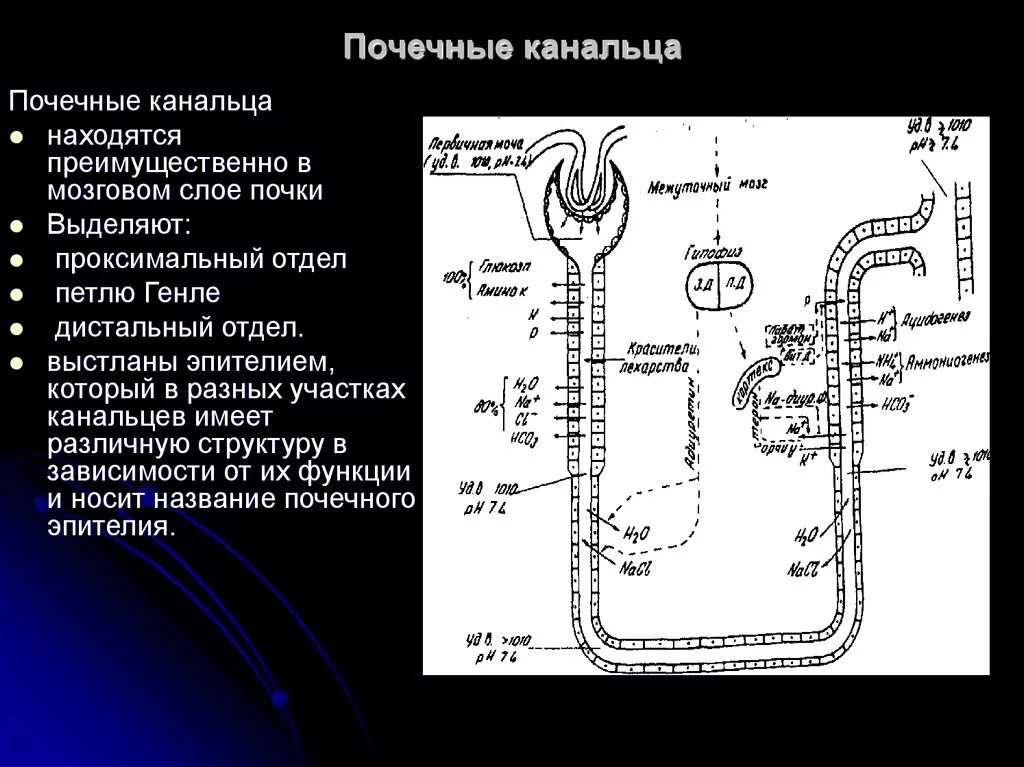 Какой процесс происходит в канальцах нефрона. Отделы нефрона петля Генле\. Функции извитого канальца почки. Строение канальцевой системы почек. Почечный каналец функции.
