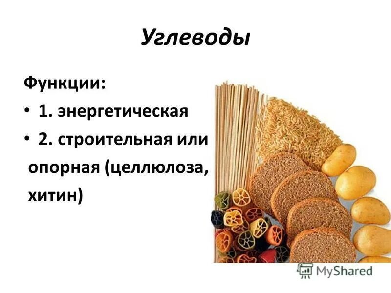 роль углеводов в животной клетке