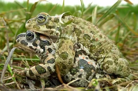 Bufo viridis жаба