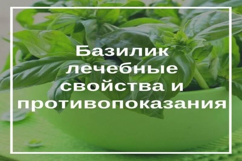 Базилик для здоровья женщины. Чем полезен базилик. Базилик для детей описание. Базилик польза для женщин. Базилик польза.