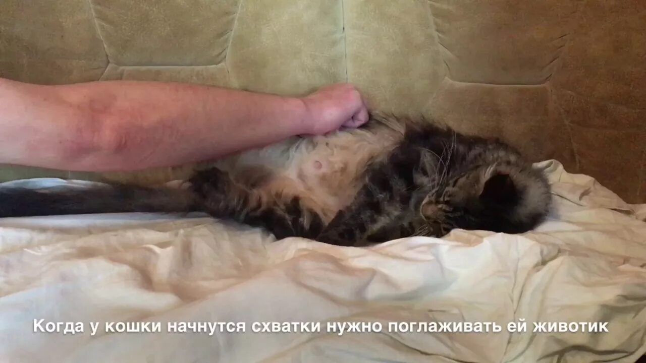 Кошка мейн кун рожает. Кошка мейн кун рожает. Новорожденные котята мейн куна. Новорожденные котята майкуны. Персидские котята новорожденные.