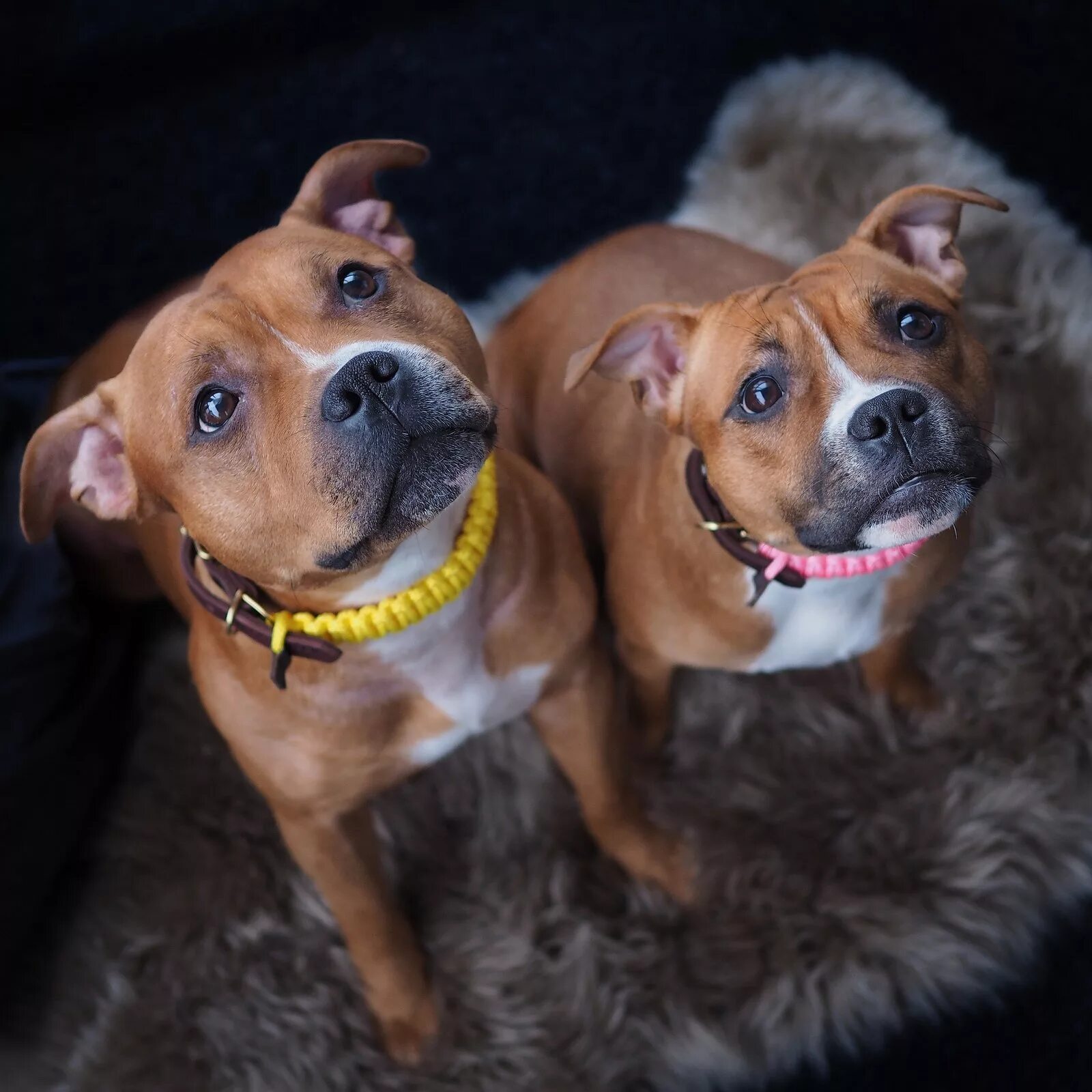 собаки из пинтереста. песик пародия. пародия всех собак. смешной пудель. порода амстафф.