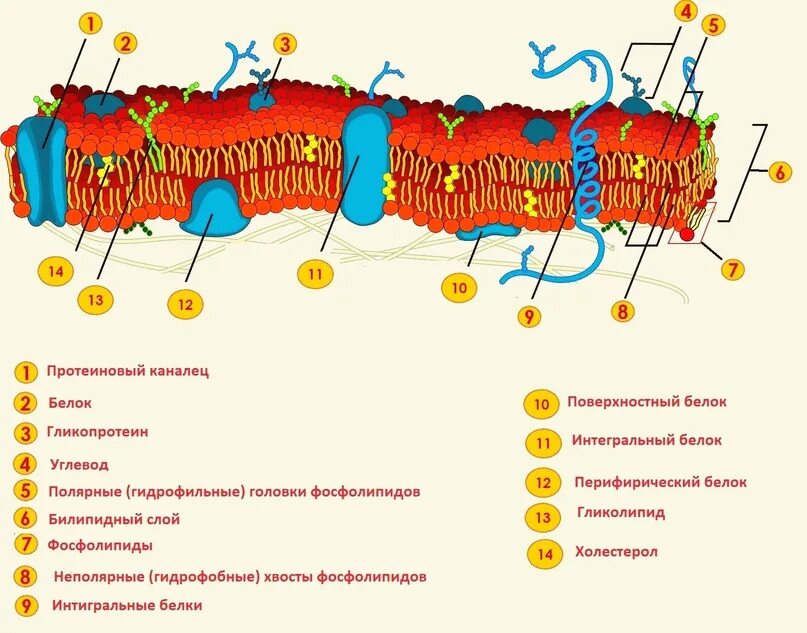 Схема строения плазматической мембраны биохимия. Строение и состав мембран. Клеточная мембрана ЕГЭ биология. Строение клеточных мембран биохимия.