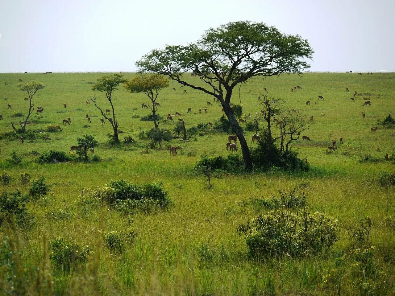 Уганда Саванна. Редколесья Африки. Африканская Саванна эдификаторы. Особенности растительности саванны и редколесья