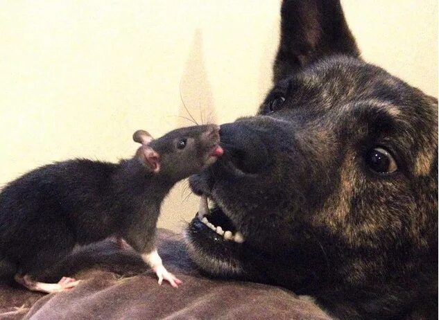 Почему крыса лижет. Собака крыса. Щенок и крыса. Крыса пес.