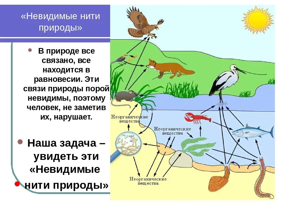 Связи в природе. Взаимосвязи в природе. Схема связей в природе. Модель связи в природе.