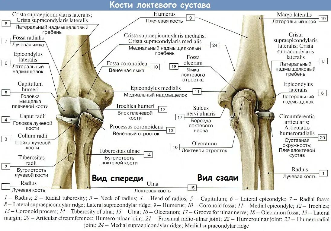 Медиальные мыщелки коленного. Анатолия локтевого сустава. Строение локтевого сустава кости. Дистальный Луче локтевой сустав. Локтевой сустав костная анатомия строение.