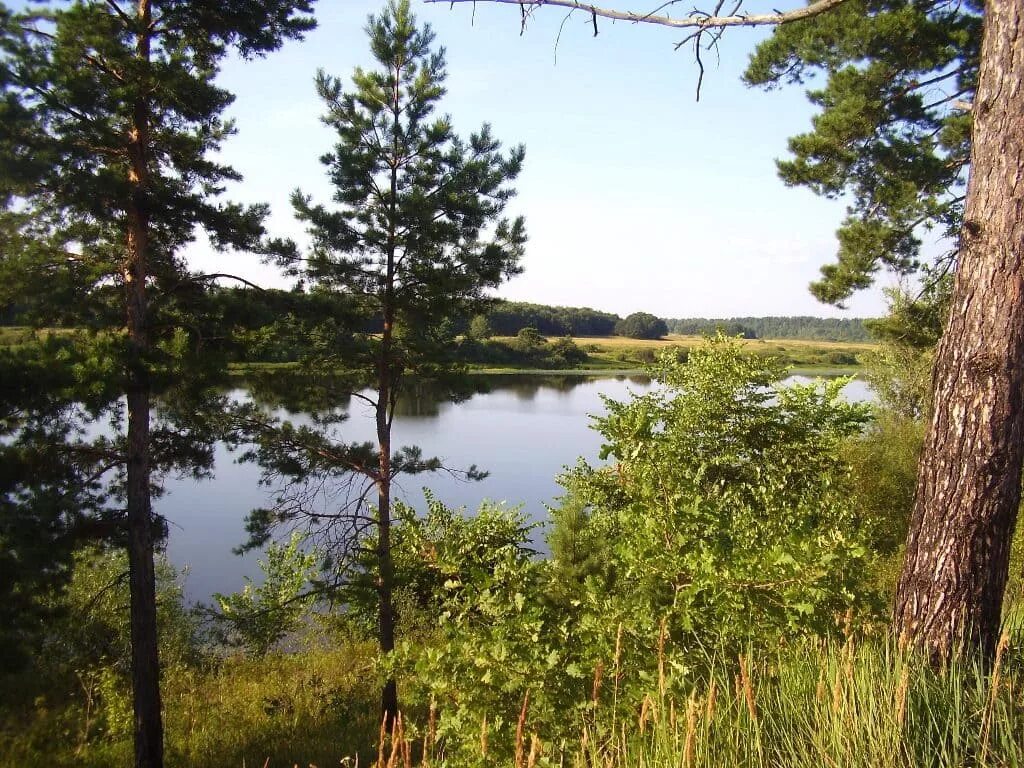 Какой нижегородская область. Река Канерга Нижегородской области. Озера Сосновый Бор Нижегородская область. Озеро святое Кстовский район. Леса Краснобаковского района.