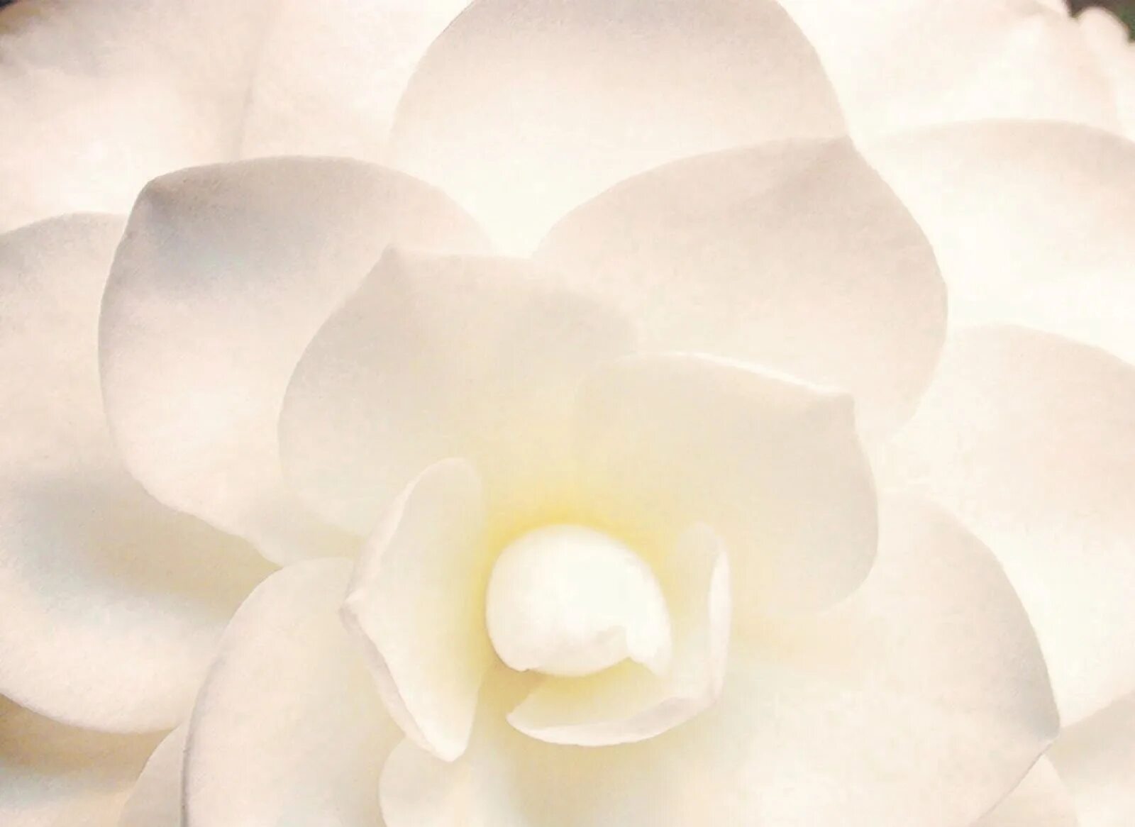 Приятный белый цвет. Камелия нобилиссима белая. Камелия белая цветок. Камелия Эстетика. Нежные белые цветы.