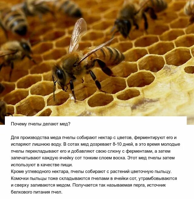 Видео как пчелы делают. Пчелы делают мед. как пчелы делают мед. как пчёлы делают мёд описание. для чего пчелы делают мед.