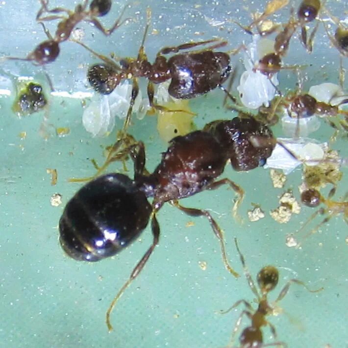 Муравьи Pheidole. Муравей Pheidole матка. Муравьи Pheidole Noda.