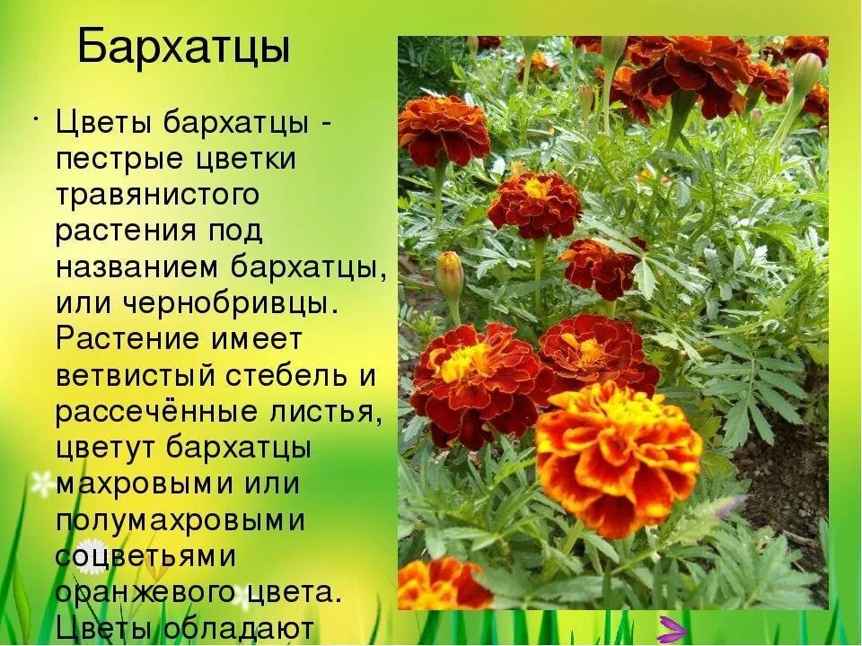 Бархатцы Григорьев от ИП - купить по выгодным ценам в интернет-магазине OZON (11
