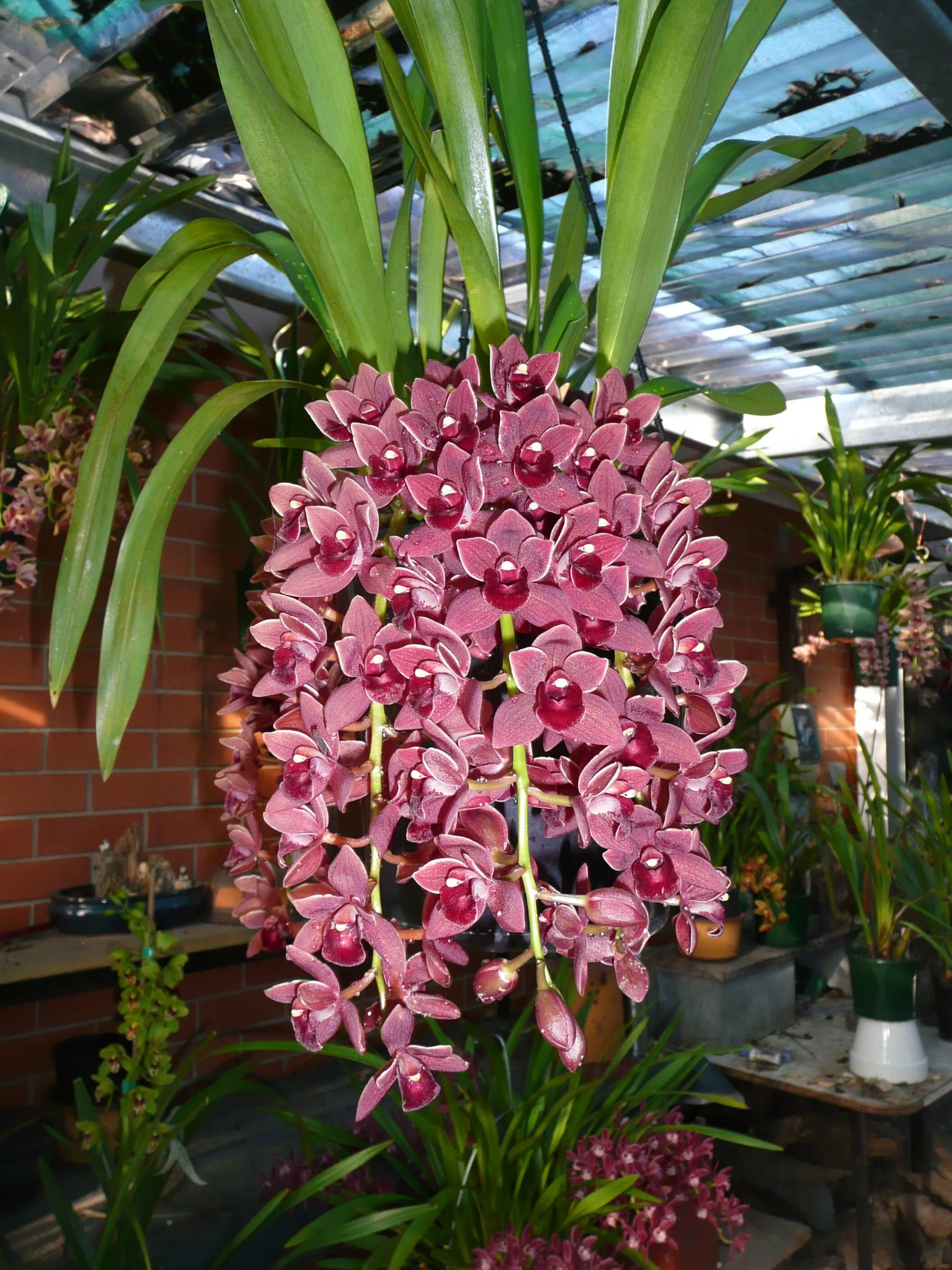 Орхидея цимбидиум как ухаживать. Орхидея Цимбидиум. Фаленопсис Цимбидиум. Королевский Цимбидиум. Орхидея Дендробиум Цимбидиум.