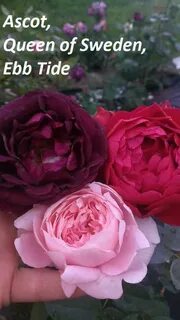 Другая rose