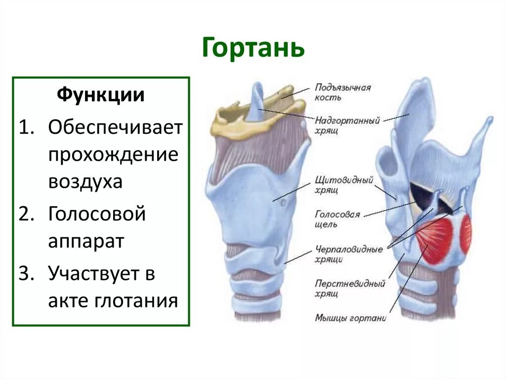 Описание строение гортани