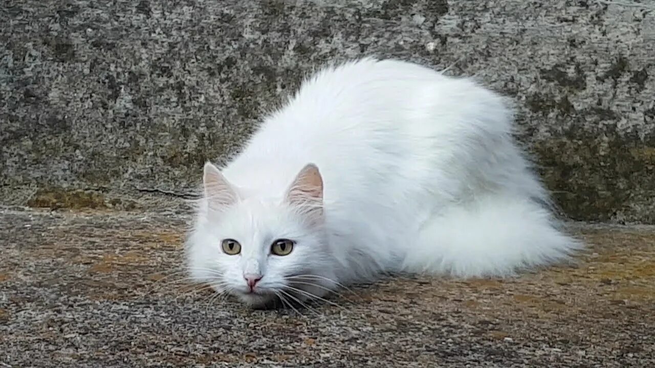 Ангорская кошка турецкая ангора. Турецкая ангора кот. Ангора страна. Турецкая ангора белая. Ангора страна.