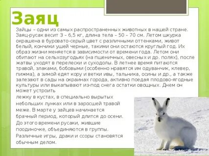 Опорные слова зайца 1 класс окружающий мир