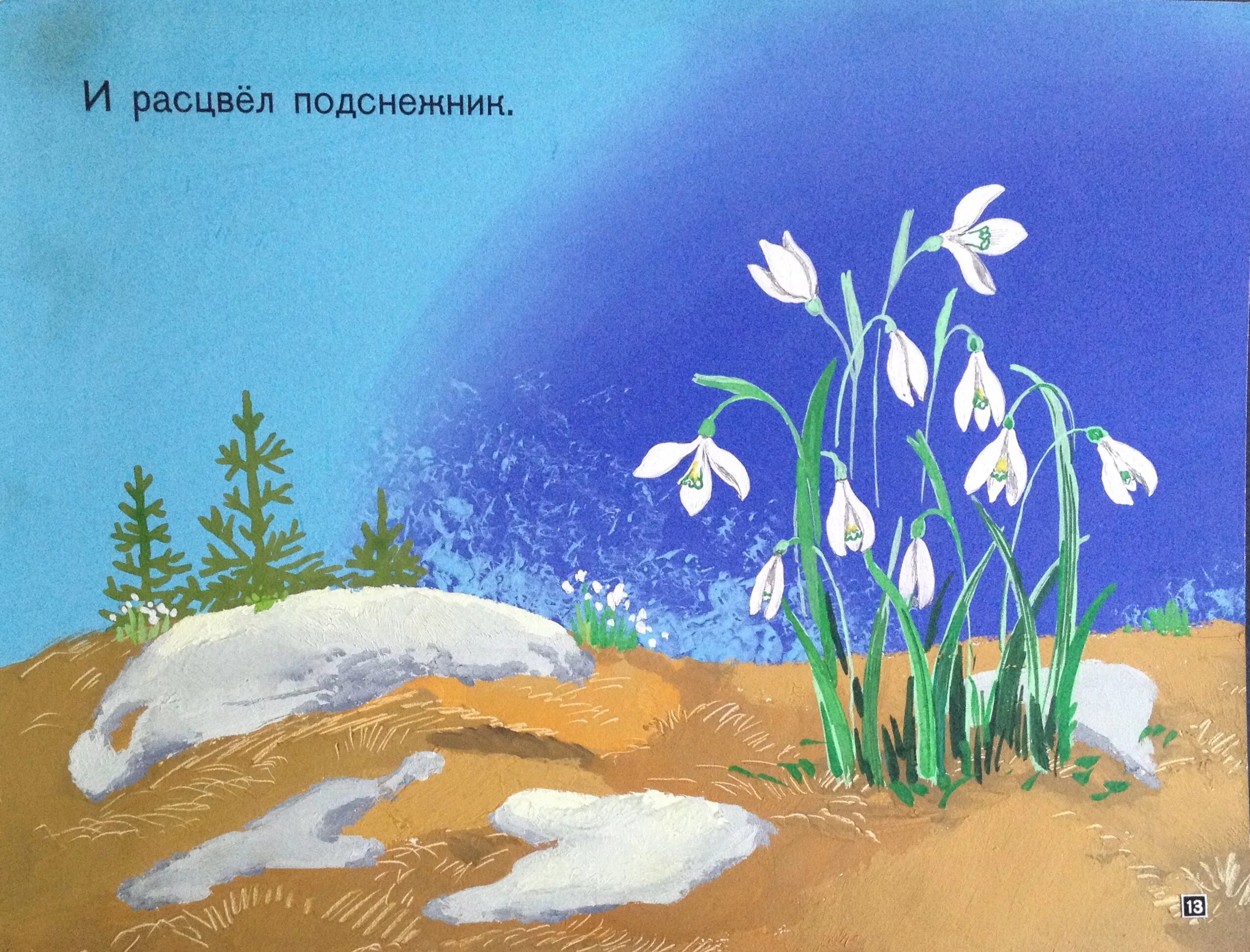 подснежники в какой сказке. подснежники в какой сказке. пролеска кавказская. галантус и эрантис. загадка про подснежник.