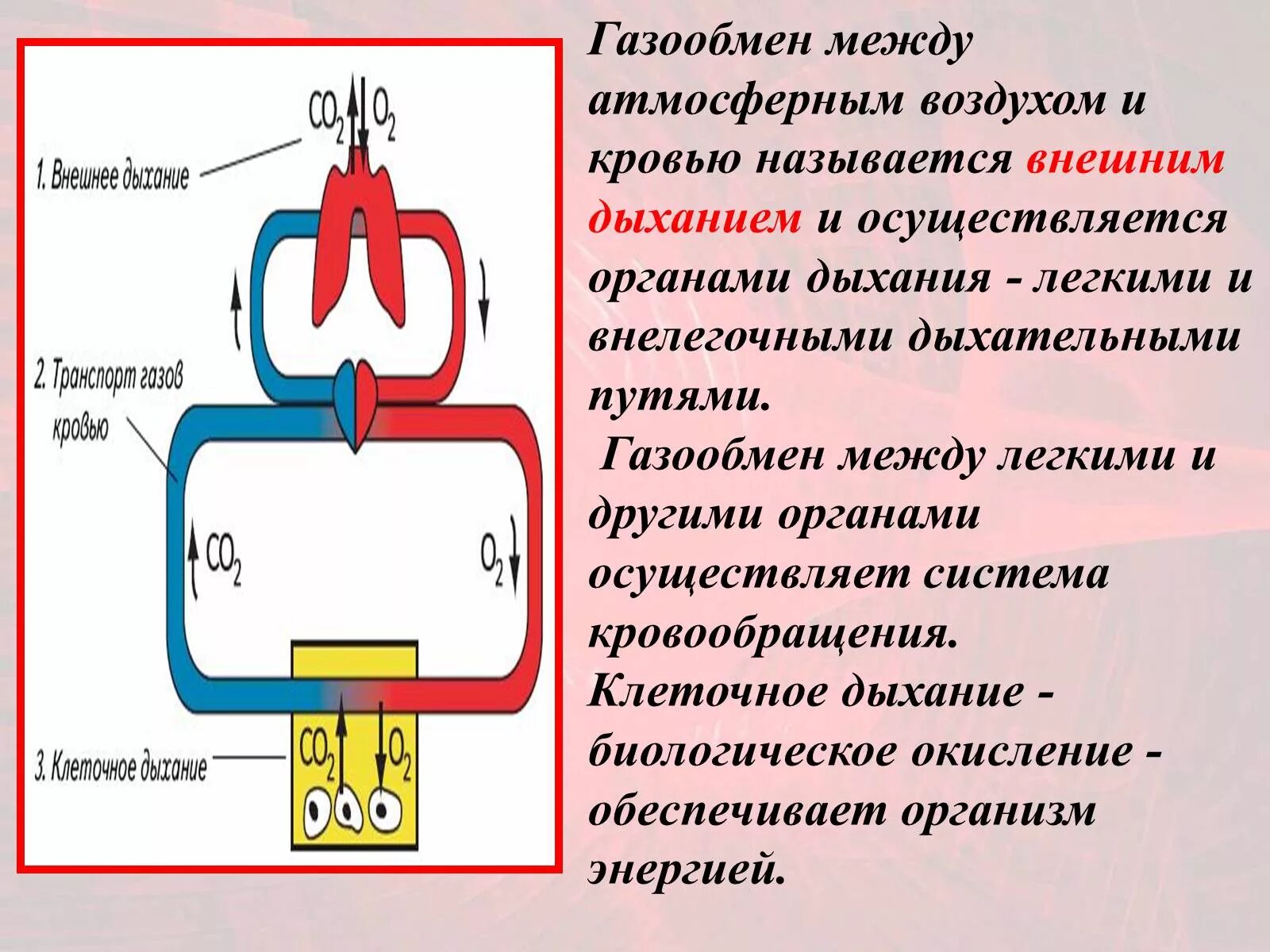 Обмен газов между легкими. Этапы газообмена. Газообмен между воздухом и кровью. Газообмен между кровью и атмосферным воздухом. Последовательность процессов газообмена.