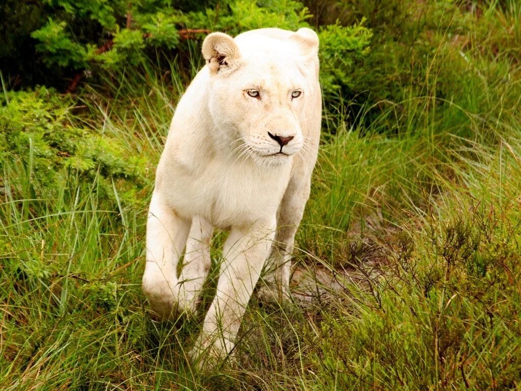 бе́лая воро́на. снежный барс альбинос. кукабарра альбинос. белая пантера. белая ворона альбинос.