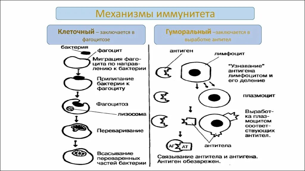 Противоопухолевый иммунный ответ клетки-эффекторы. Механизм гуморального иммунитета схема. Механизм гуморального иммунитета схема. Механизм образования клеточного иммунитета. Механизм клеточного и гуморального иммунитета схема.