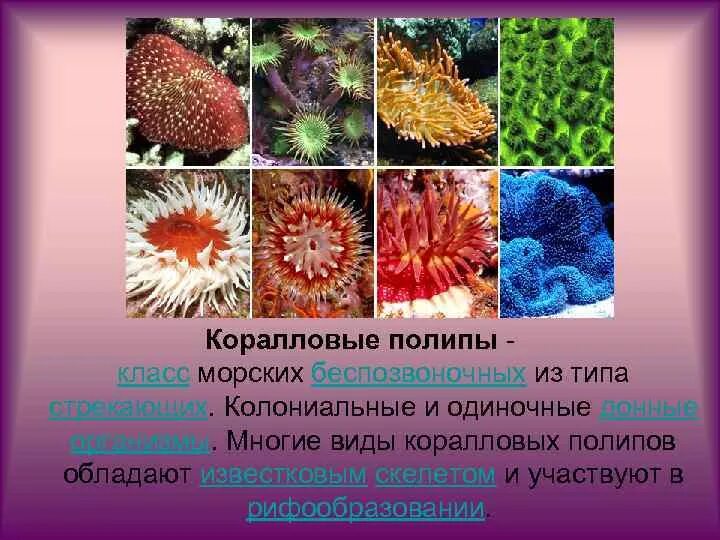 Коралл montastraea. Коралловые полипы атлантического океана. Опорой тела колониальных коралловых полипов. Опорой тела колониальных коралловых полипов. Класс коралловые полипы строение.